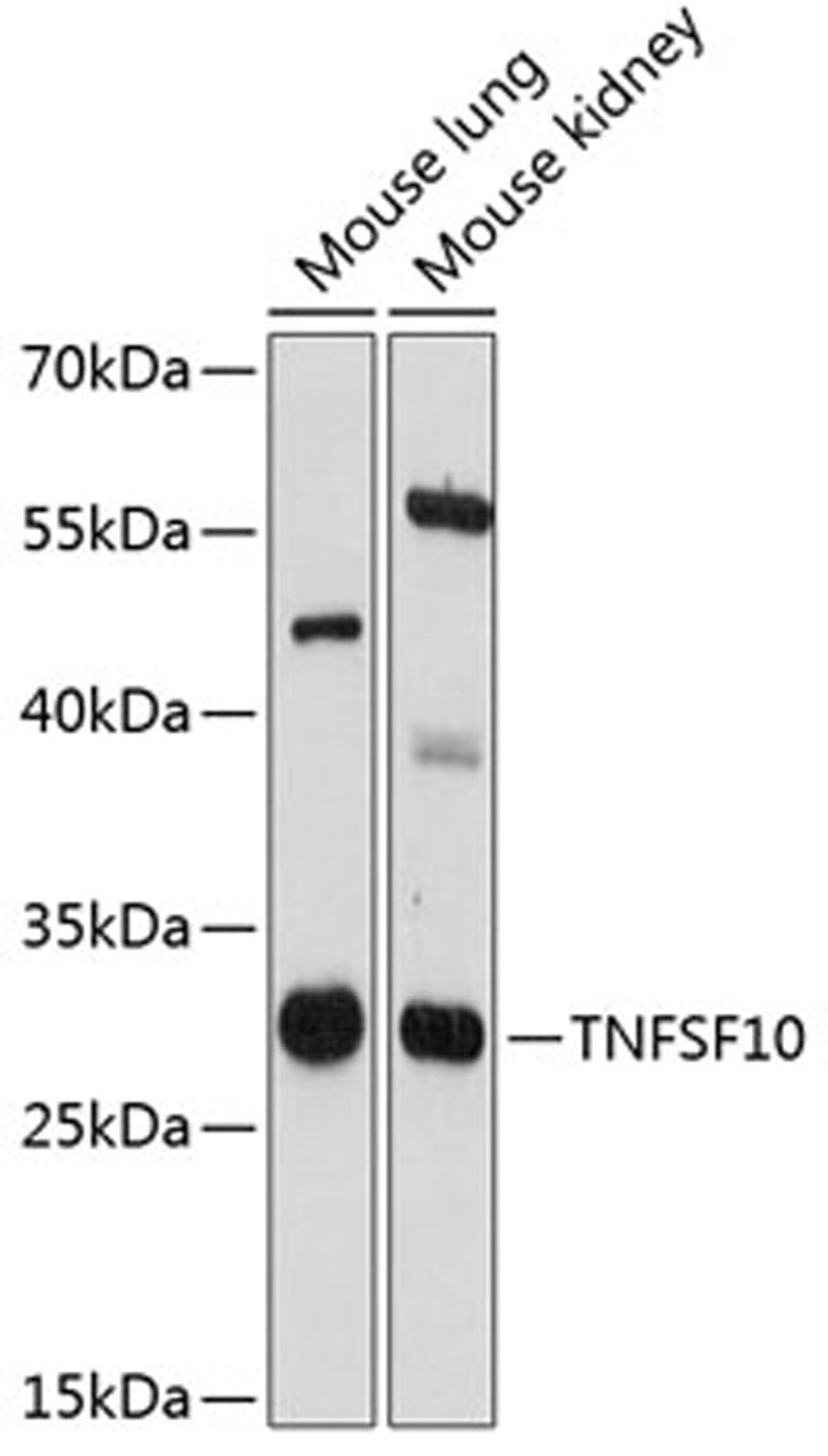 Western blot - TNFSF10 antibody (A12064)