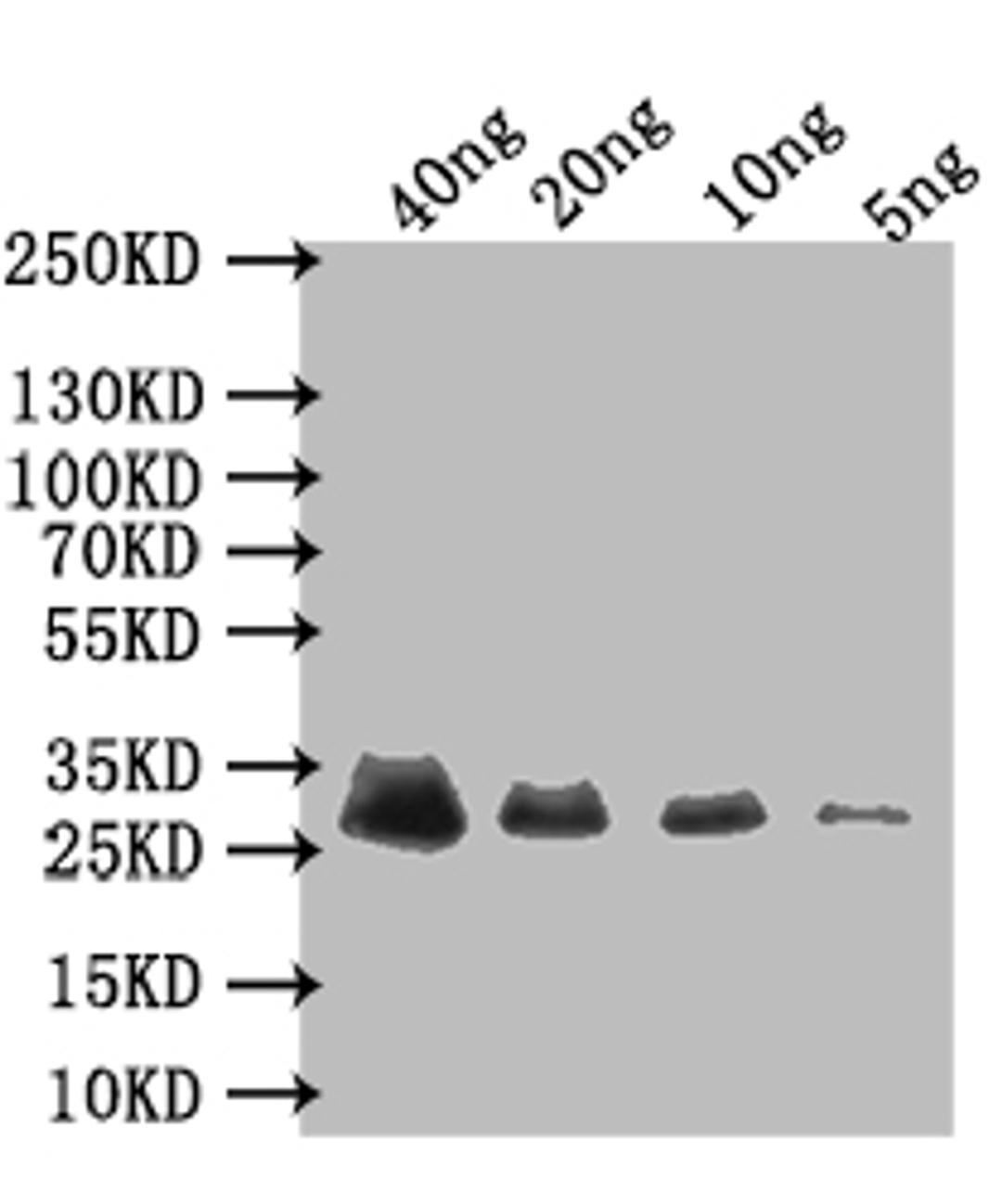 Western Blot. Positive WB detected in: recombinant protein. All lanes: Early E3 18.5 kDa glycoprotein Antibody at 1:1000. Secondary. Goat polyclonal to rabbit IgG at 1/50000 dilution. Predicted band size: 30 kDa. Observed band size: 30 kDa. 