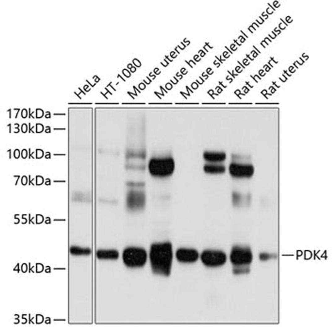 Western blot - PDK4 antibody (A13337)