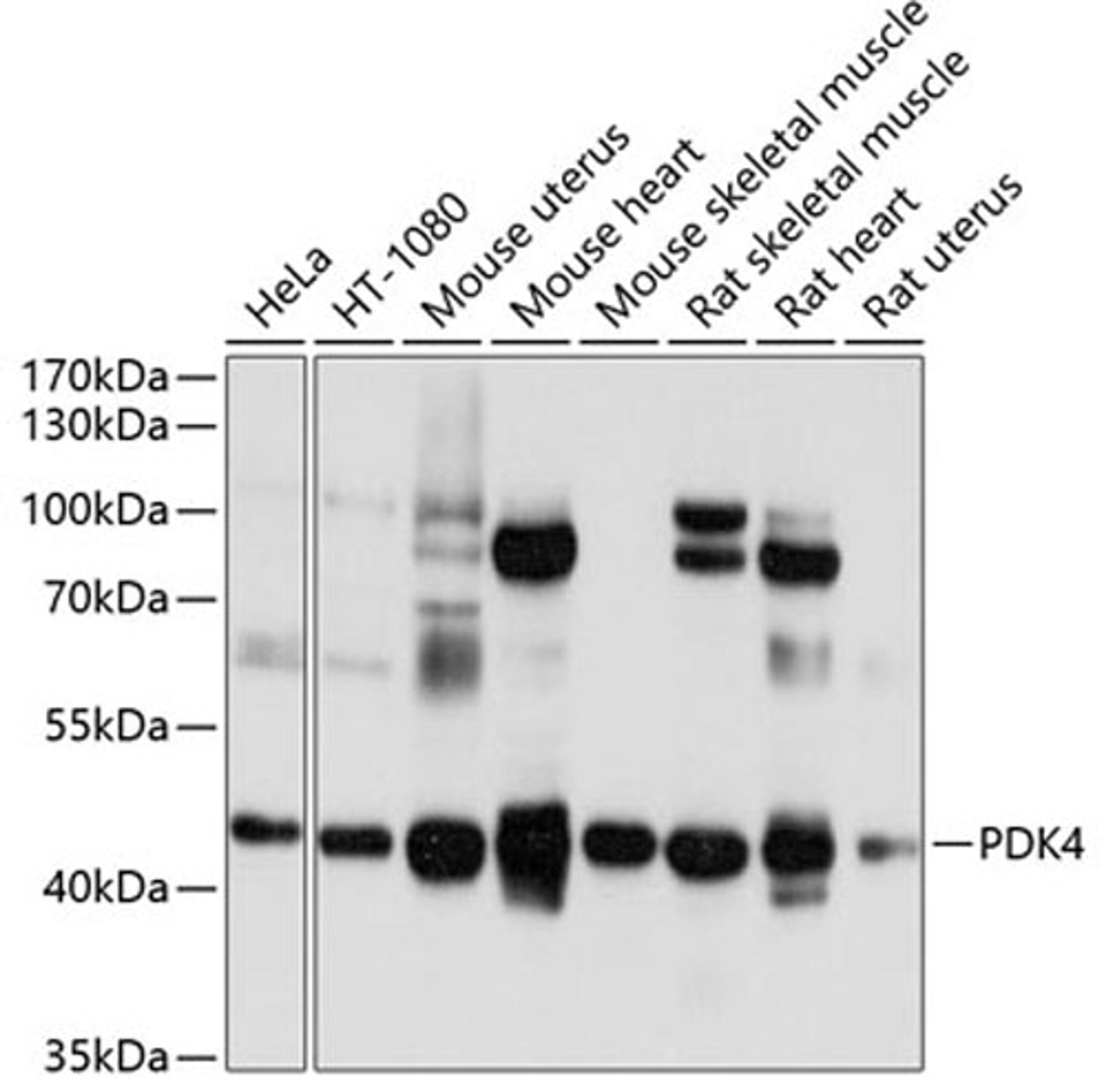 Western blot - PDK4 antibody (A13337)