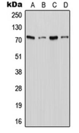 Western blot analysis of Jurkat (Lane 1), THP1 (Lane 2), Raw264.7 (Lane 3), PC12 (Lane 4) whole cell lysates using SLC6A18 antibody