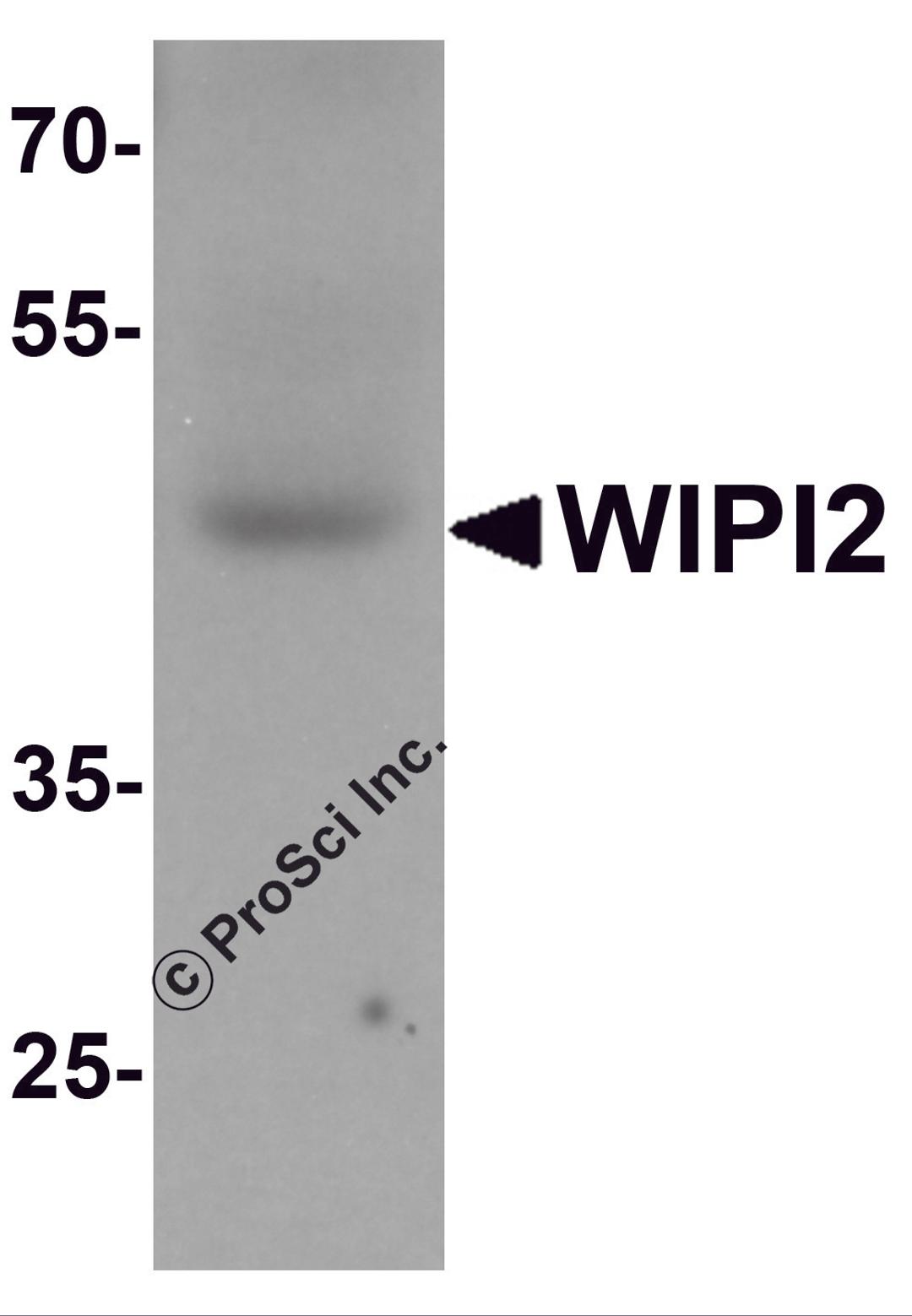 Western blot analysis of WIPI2 in human testis tissue lysate with WIPI2 antibody at 1 μg/mL