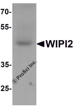Western blot analysis of WIPI2 in human testis tissue lysate with WIPI2 antibody at 1 μg/mL