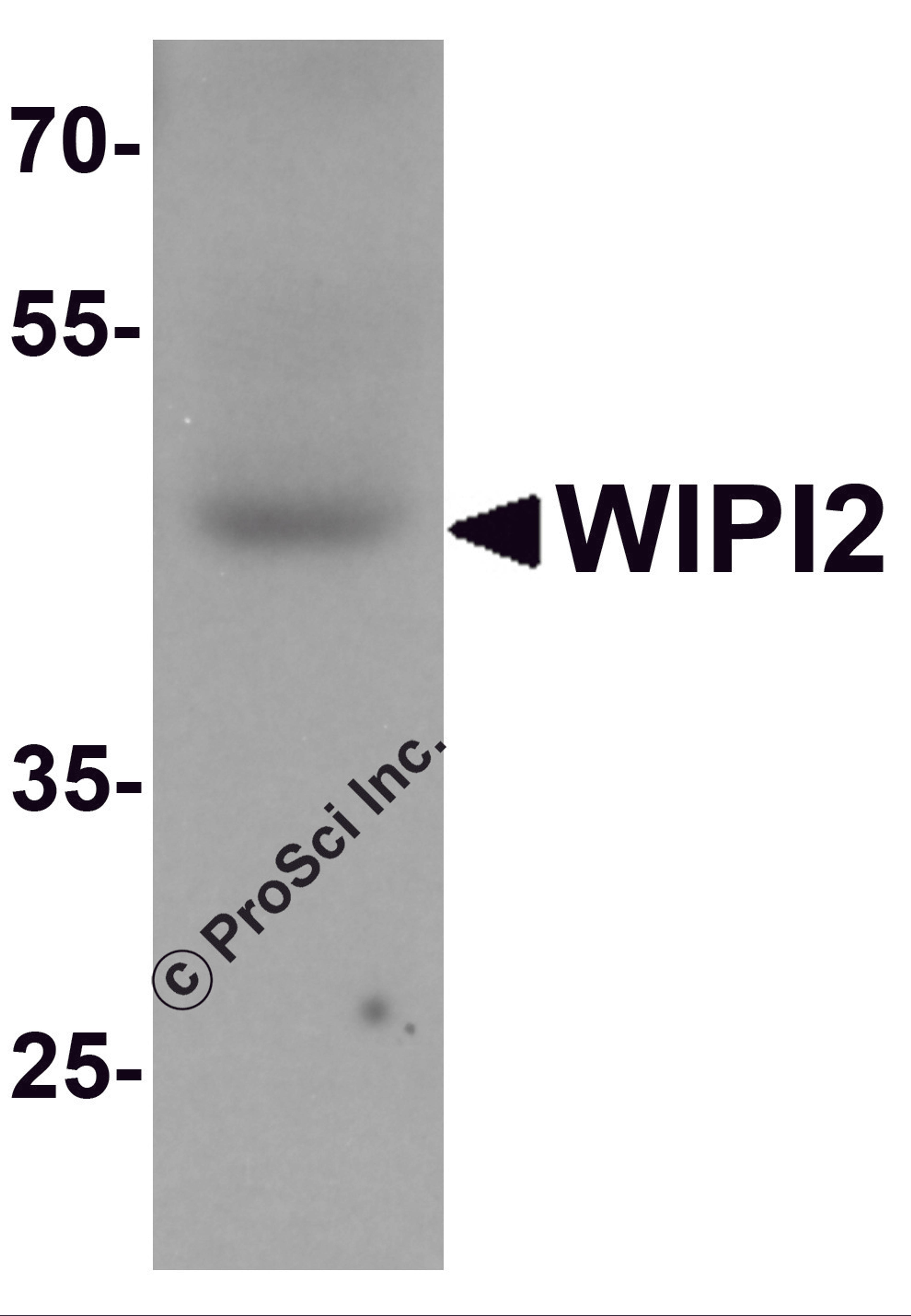 Western blot analysis of WIPI2 in human testis tissue lysate with WIPI2 antibody at 1 μg/mL