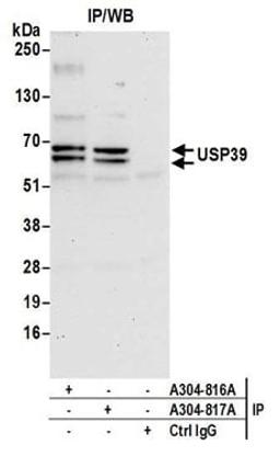 Detection of human USP39 by western blot of immunoprecipitates.