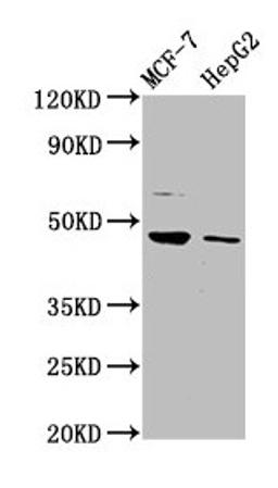 Western Blot. Positive WB detected in: MCF-7 whole cell lysate, HepG2 whole cell lysate. All lanes: HEPACAM antibody at 3.2µg/ml. Secondary. Goat polyclonal to rabbit IgG at 1/50000 dilution. Predicted band size: 47, 41 kDa. Observed band size: 47 kDa