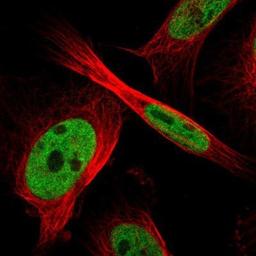 Immunocytochemistry/Immunofluorescence: ZFR Antibody [NBP1-80601] - Staining of human cell line U-251MG shows positivity in nuclei but not nucleoli.