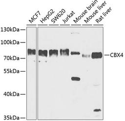 Western blot - CBX4 antibody (A5532)