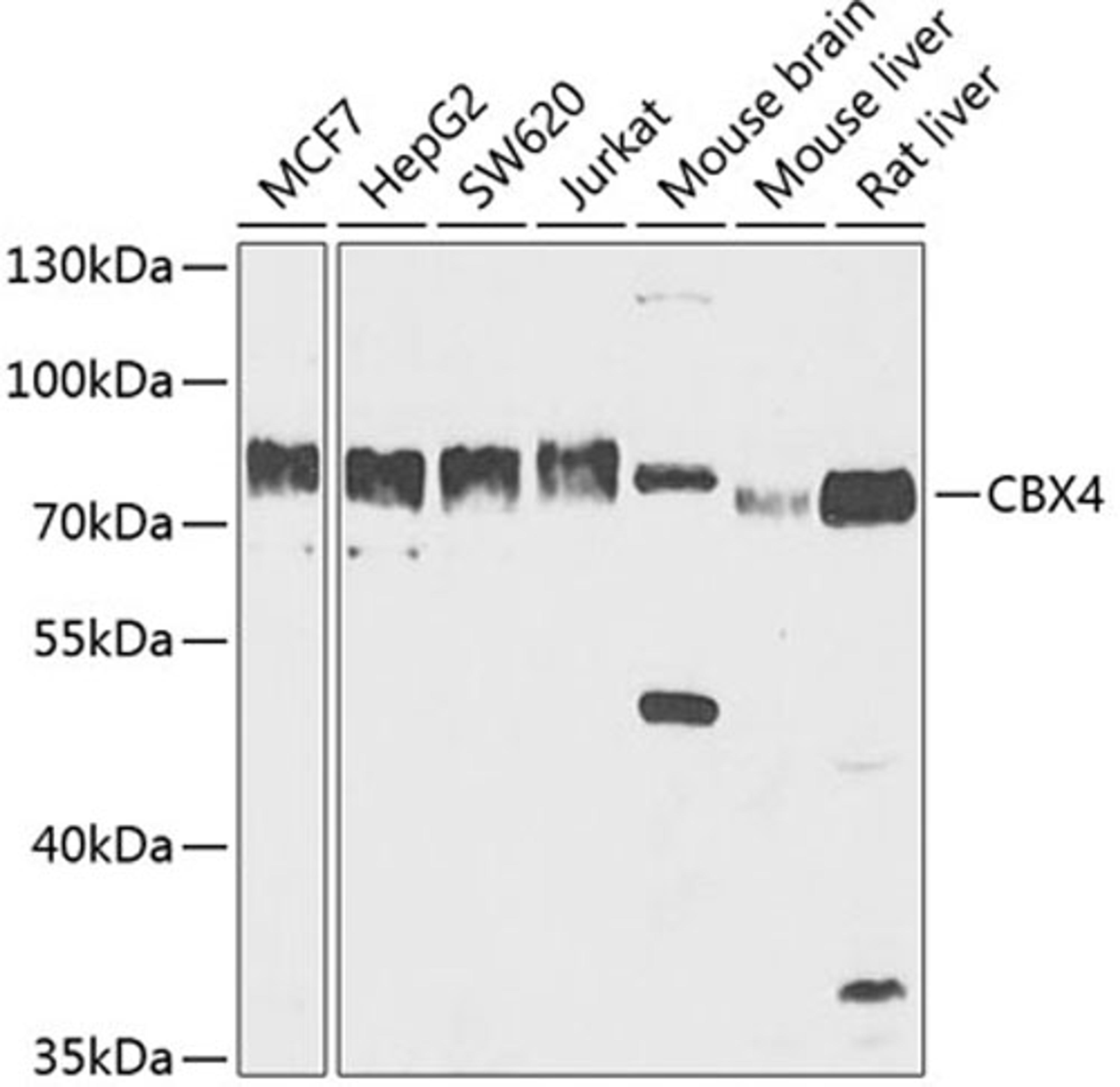 Western blot - CBX4 antibody (A5532)