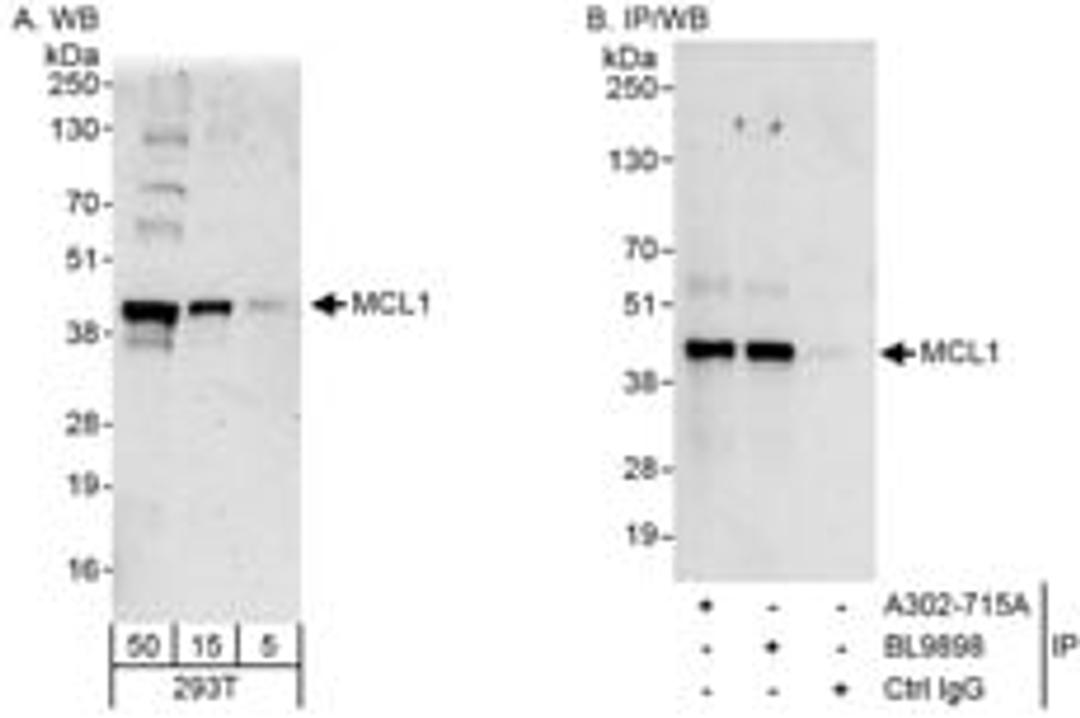 Detection of human MCL1 by western blot and immunoprecipitation.