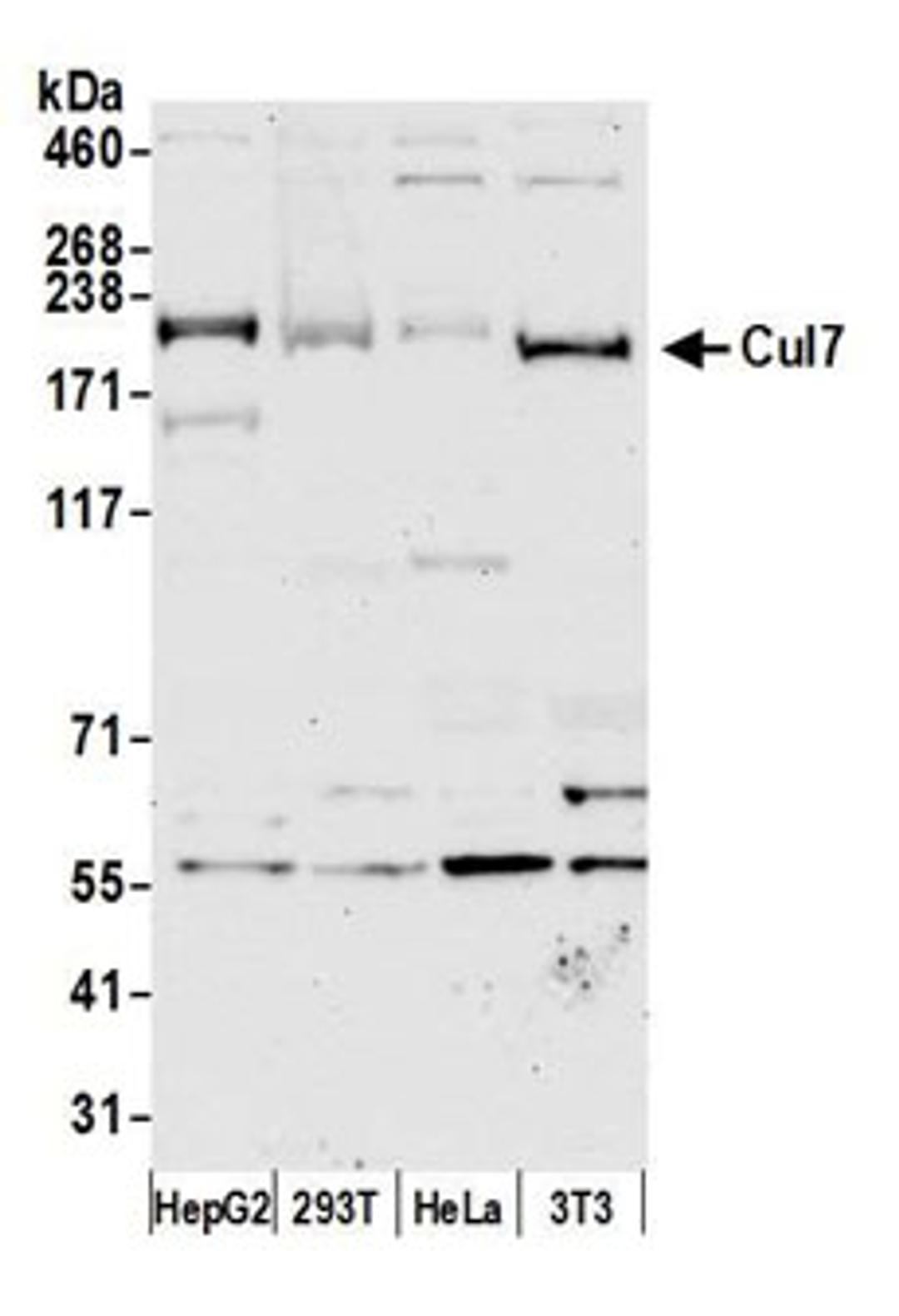 Detection of human and mouse Cul7 by western blot.