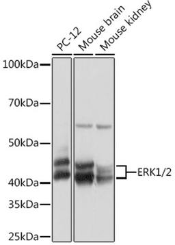 Western blot - ERK1/2 Rabbit mAb (A4782)