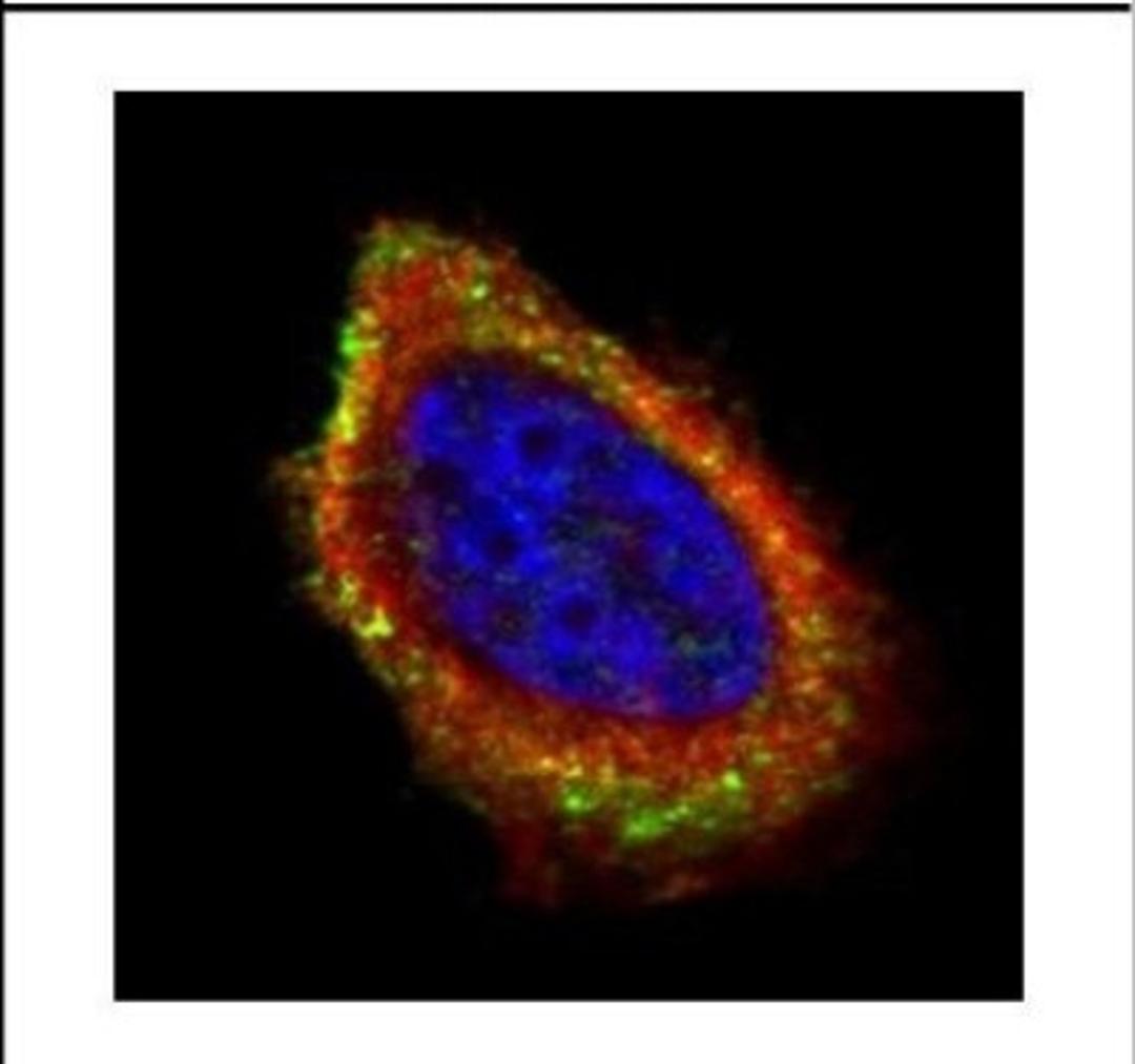 Immunocytochemistry/Immunofluorescence: PCYOX1 Antibody [NBP2-19733] - Confocal immunofluorescence analysis of methanol-fixed A431, using PCYOX1 antibody (Green) at 1:500 dilution. Alpha-tubulin filaments are labeled with Alpha-tubulin antibody (Red) at 1:500.