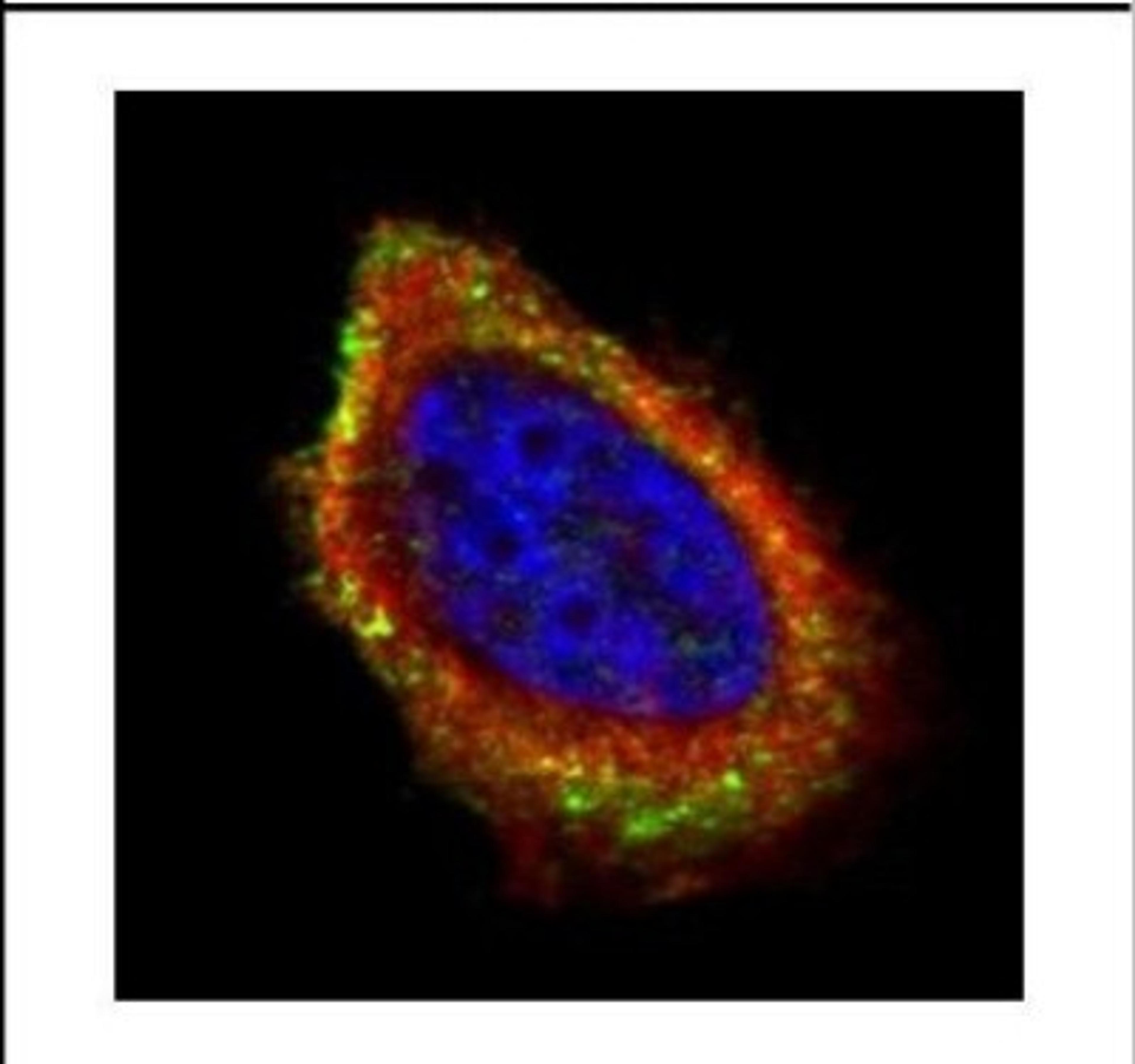 Immunocytochemistry/Immunofluorescence: PCYOX1 Antibody [NBP2-19733] - Confocal immunofluorescence analysis of methanol-fixed A431, using PCYOX1 antibody (Green) at 1:500 dilution. Alpha-tubulin filaments are labeled with Alpha-tubulin antibody (Red) at 1:500.