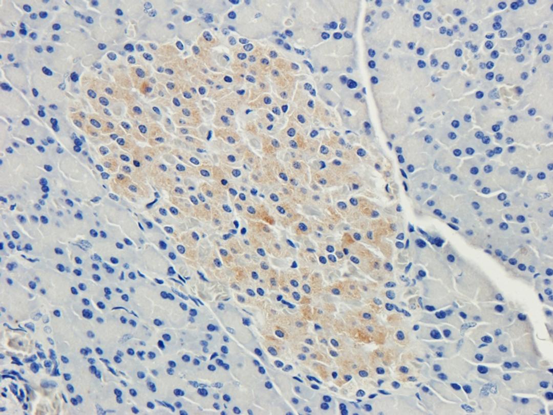 IHC-P staining of rat pancreas tissue using anti-Nesprin 1 (2.5 ug/ml)