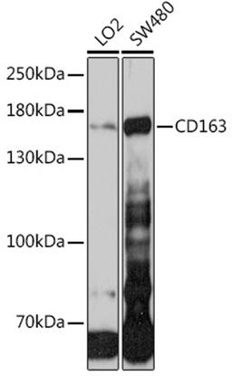 Western blot - CD163 antibody (A8383)