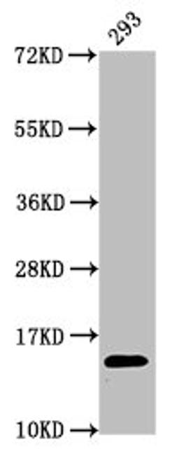 Western Blot. Positive WB detected in: 293 whole cell lysate. All lanes: HIST1H2AG antibody at 0.74µg/ml. Secondary. Goat polyclonal to rabbit IgG at 1/50000 dilution. Predicted band size: 15 kDa. Observed band size: 15 kDa