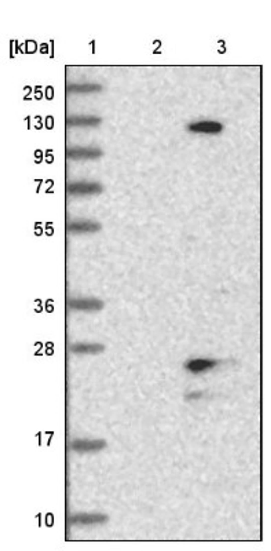 Western Blot: TMEM186 Antibody [NBP1-88452] - Lane 1: Marker [kDa] 250, 130, 95, 72, 55, 36, 28, 17, 10<br/>Lane 2: Negative control (vector only transfected HEK293T lysate)<br/>Lane 3: Over-expression lysate (Co-expressed with a C-terminal myc-DDK tag (~3.1 kDa) in mammalian HEK293T cells, LY414582)