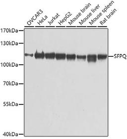 Western blot - SFPQ antibody (A0958)