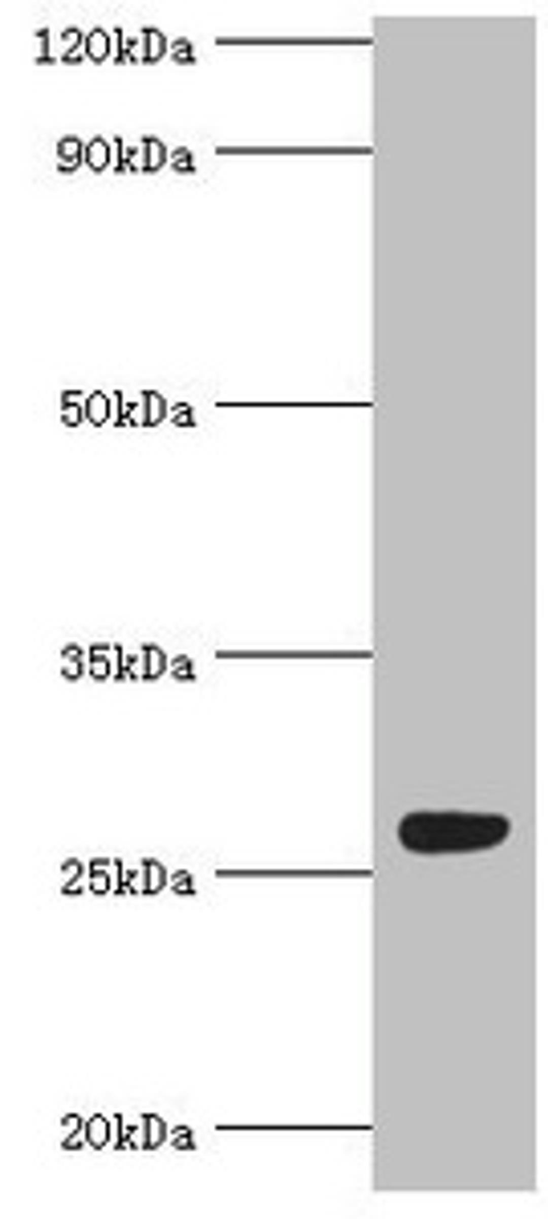 Western blot. All lanes: Fibroblast growth factor-binding protein 1 antibody at 5ug/ml + Mouse skeletal muscle tissue. Secondary. Goat polyclonal to rabbit IgG at 1/10000 dilution. Predicted band size: 26 kDa. Observed band size: 26 kDa. 