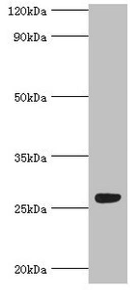 Western blot. All lanes: Fibroblast growth factor-binding protein 1 antibody at 5ug/ml + Mouse skeletal muscle tissue. Secondary. Goat polyclonal to rabbit IgG at 1/10000 dilution. Predicted band size: 26 kDa. Observed band size: 26 kDa. 