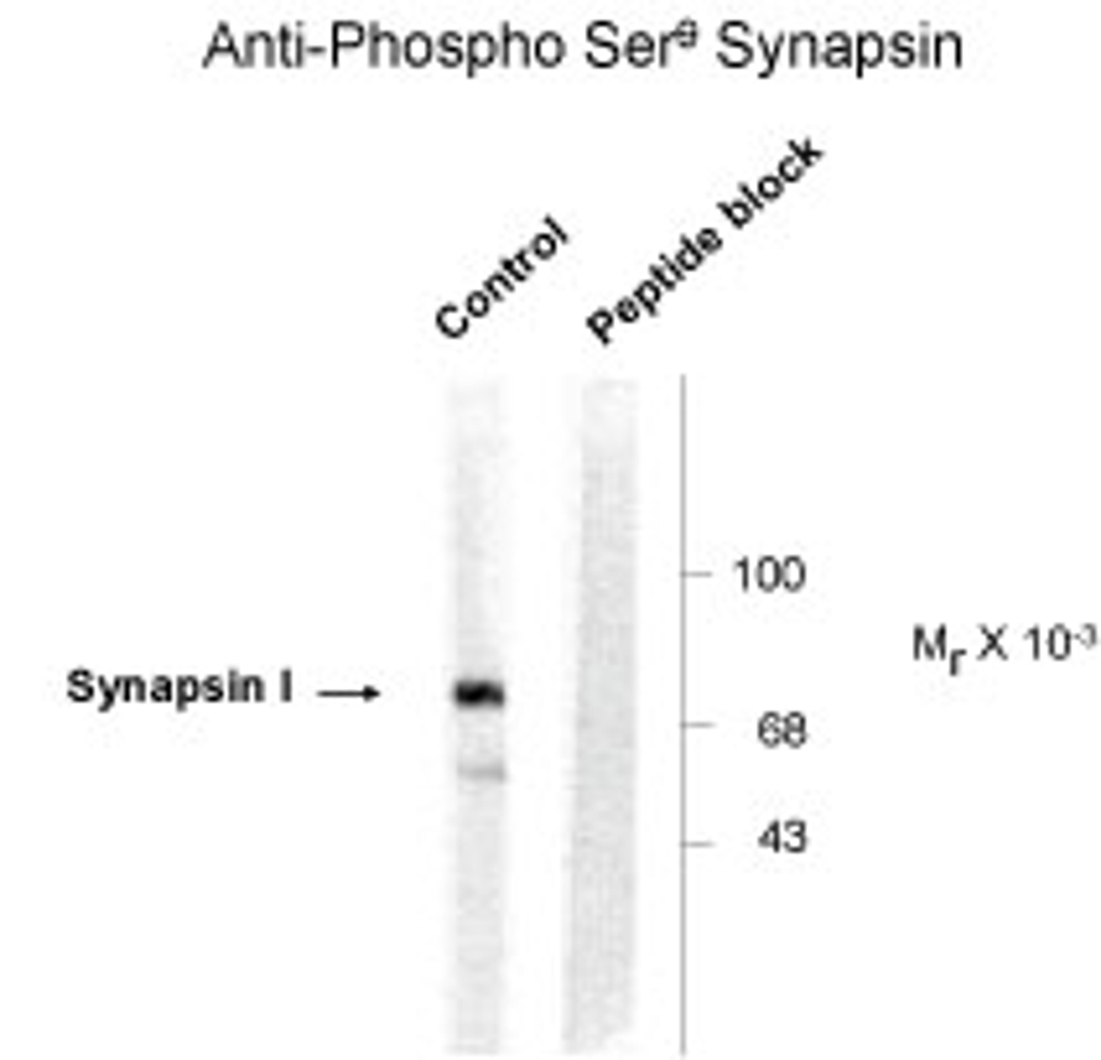 Western blot of rat cortex lysate showing phosphospecific immunolabeling of the ~78k Synapsin I protein. 