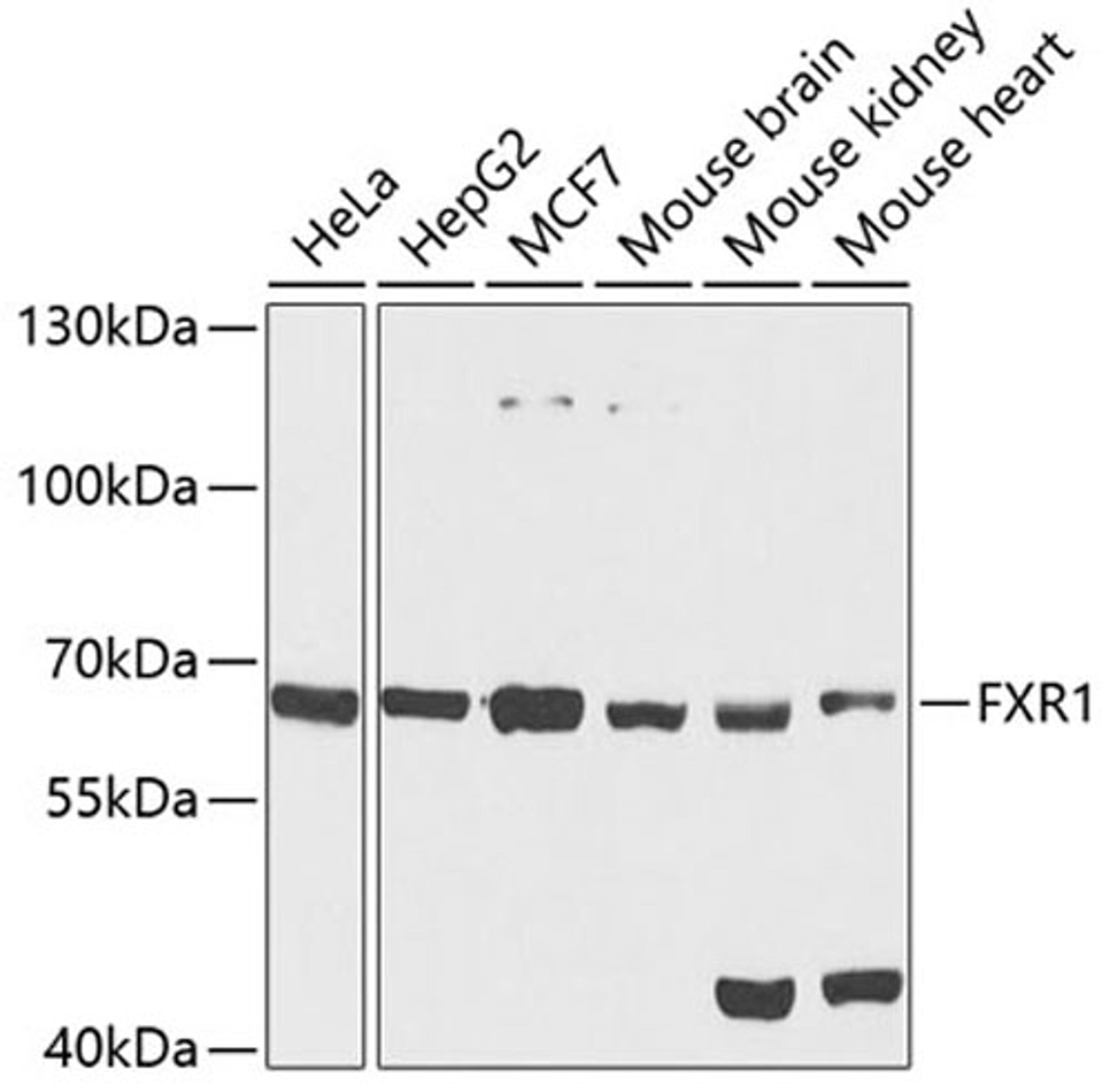 Western blot - FXR1 antibody (A5942)