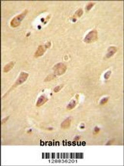 OR5L2 antibody immunohistochemistry analysis in formalin fixed and paraffin embedded human brain tissue followed by peroxidase conjugation of the secondary antibody and DAB staining.