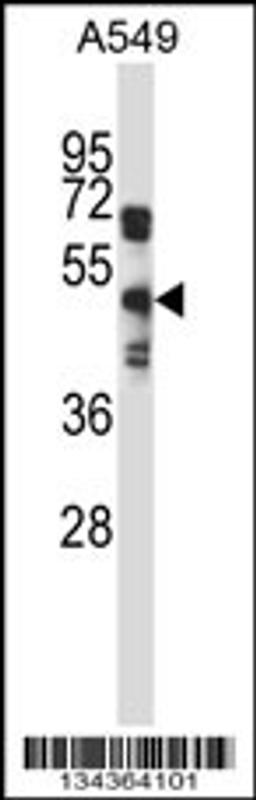 Western blot analysis in A549 cell line lysates (35ug/lane).
