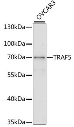 Western blot - TRAF5 antibody (A2536)