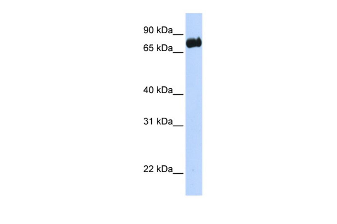 Antibody used in WB on Transfected 293T at 0.2-1 ug/ml.