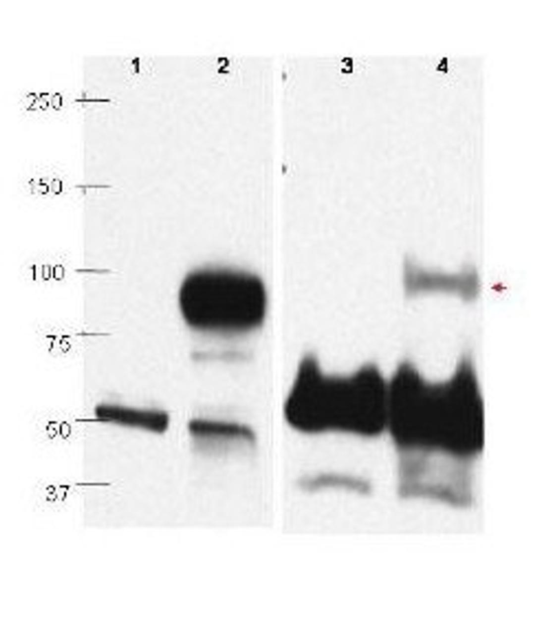 Western blot analysis of Raji cell lysate using PRDM1 BLIMP1 antibody