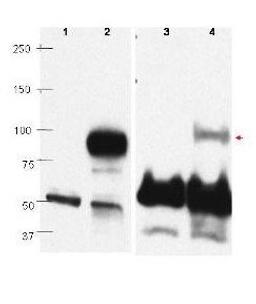 Western blot analysis of Raji cell lysate using PRDM1 BLIMP1 antibody