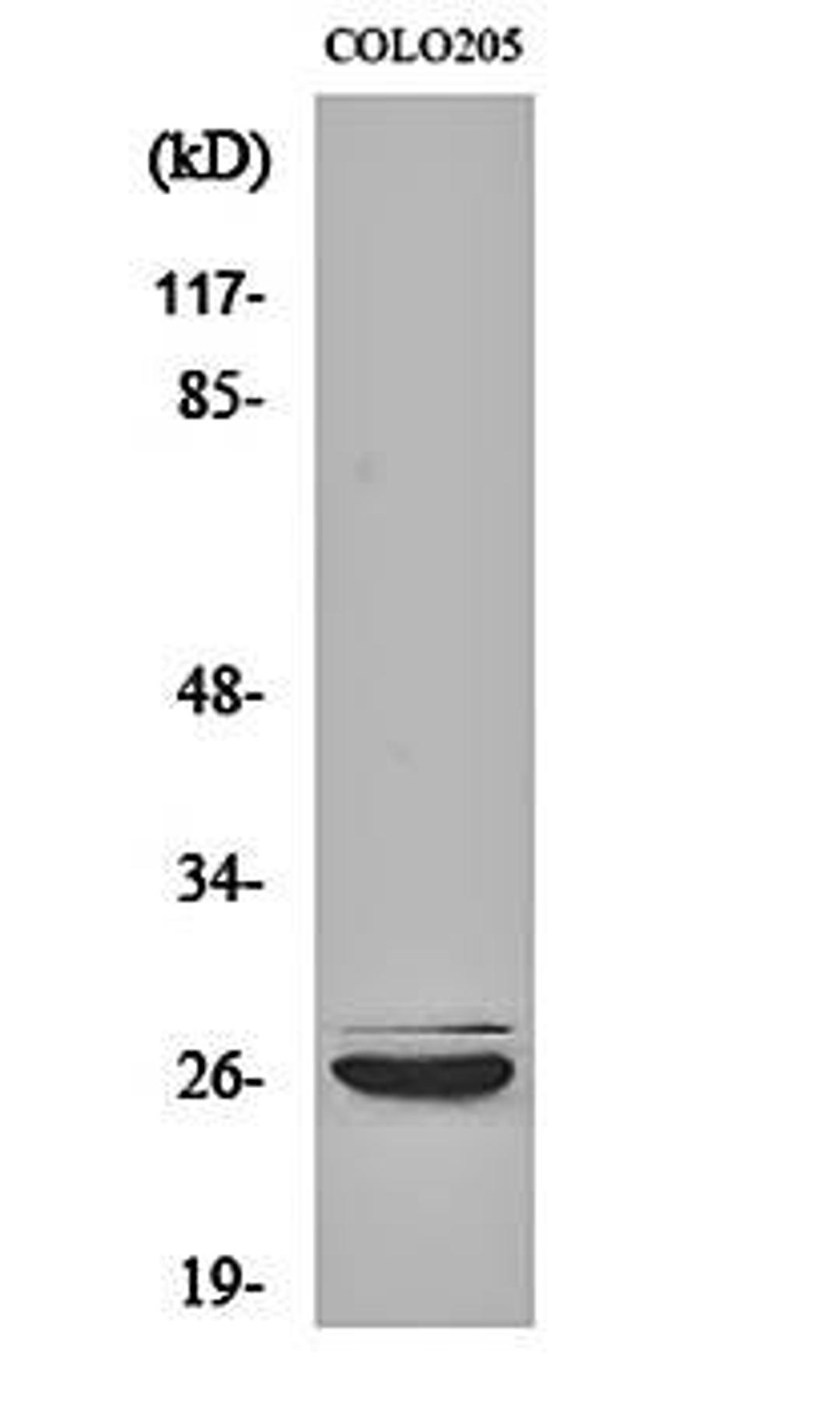 Western blot analysis of COLO205 cell lysates using Caspase-14 antibody