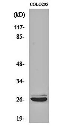 Western blot analysis of COLO205 cell lysates using Caspase-14 antibody