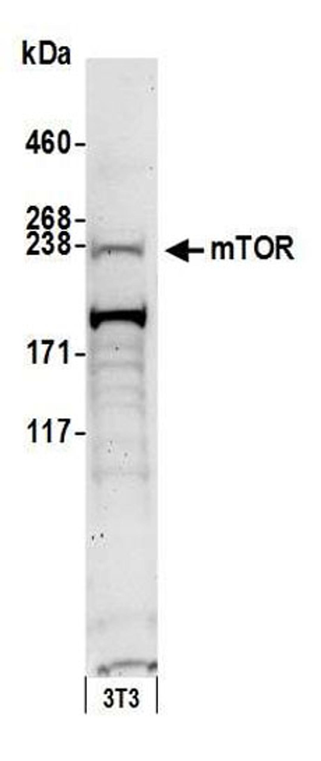 Detection of mouse mTOR by western blot.