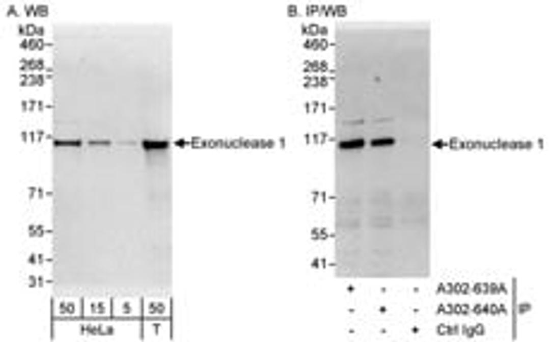 Detection of human Exonuclease 1 by western blot and immunoprecipitation.