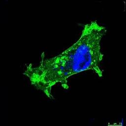 Immunofluorescence analysis of Methanol-fixed cells (dilution at:1:200) using V5 tag antibody