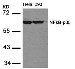 Western blot analysis of lysed extracts from HeLa and 293 cells using NFκB-p65 (Ab-536).