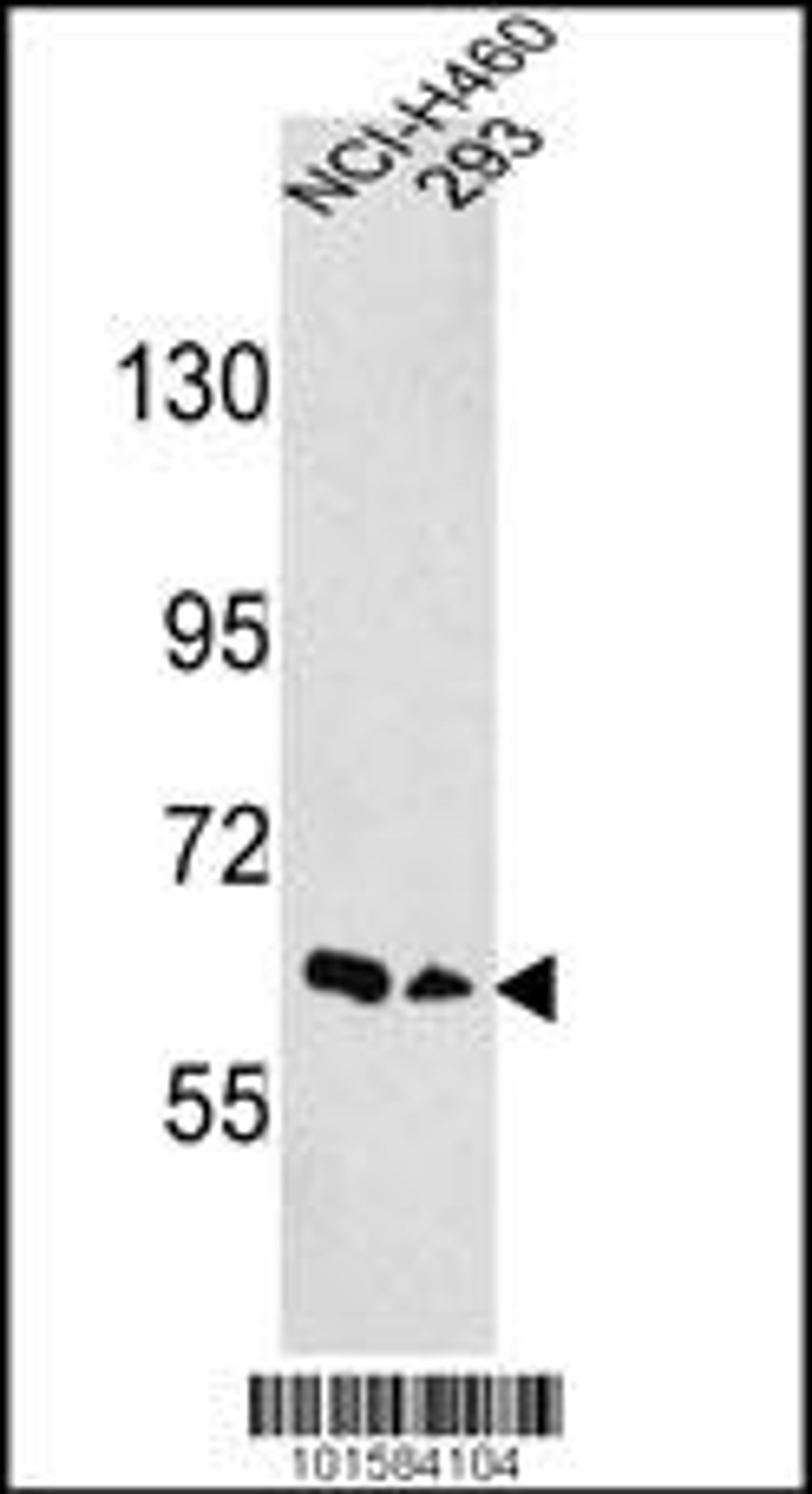 Western blot analysis of hEPHA3-D130 in NCI-H460,293 cell line lysates (35ug/lane)