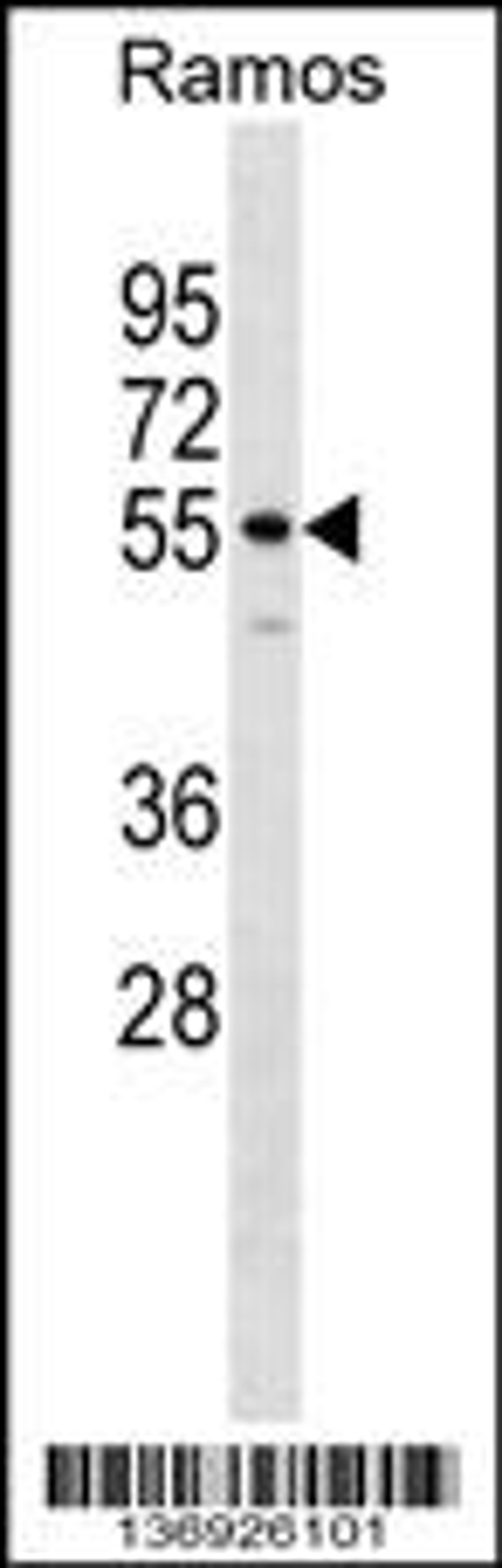 Western blot analysis in Ramos cell line lysates (35ug/lane).