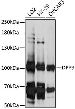 Western blot - DPP9 antibody (A15548)