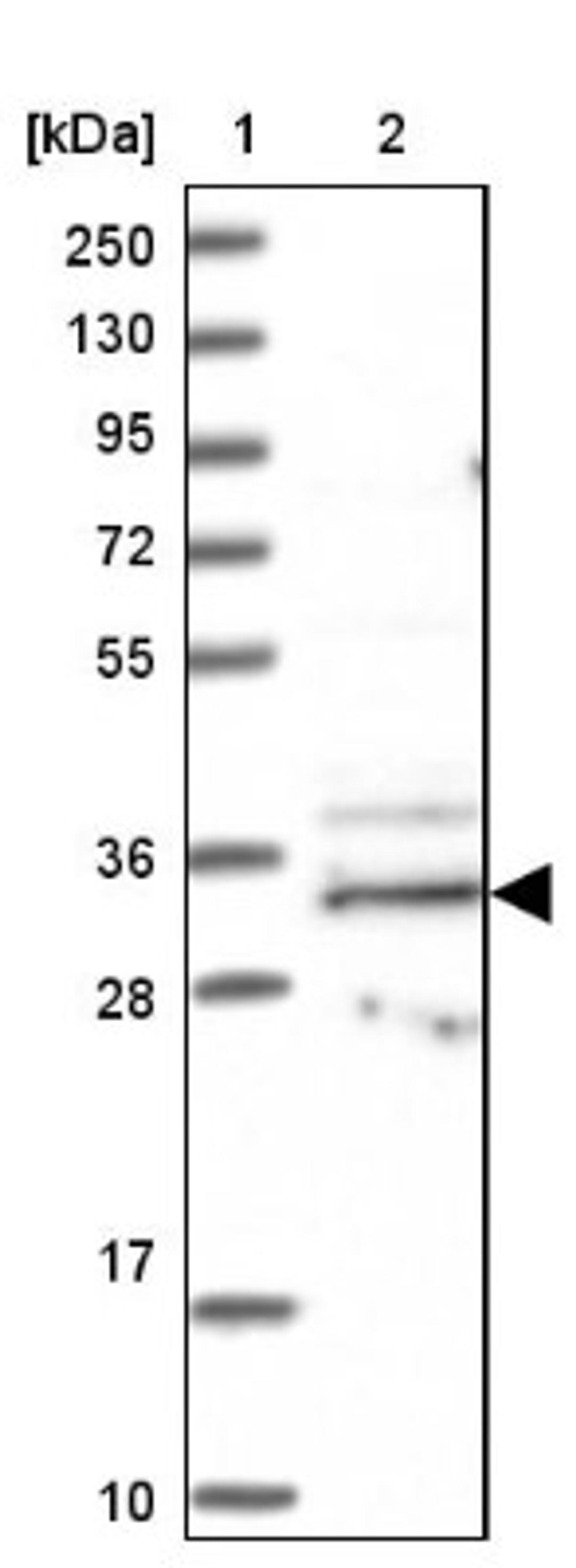 Western Blot: BBS4 Antibody [NBP1-86248] - Lane 1: Marker [kDa] 250, 130, 95, 72, 55, 36, 28, 17, 10<br/>Lane 2: Human cell line RT-4