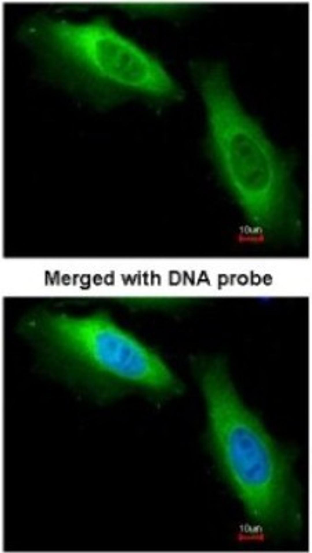 Immunocytochemistry/Immunofluorescence: EEF1B2 Antibody [NBP1-31611] - Paraformaldehyde-fixed HeLa, using antibody at 1:200 dilution.