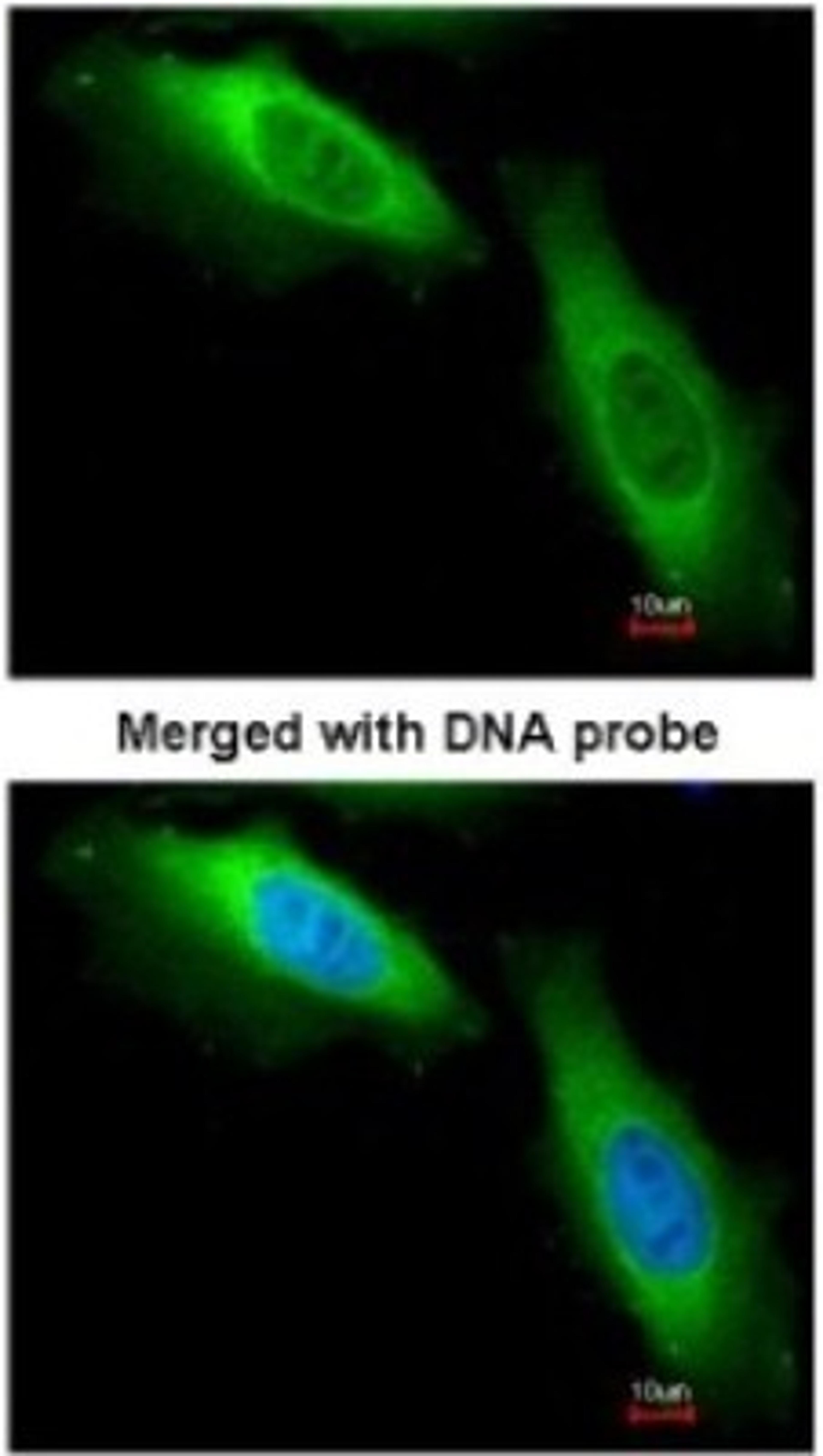 Immunocytochemistry/Immunofluorescence: EEF1B2 Antibody [NBP1-31611] - Paraformaldehyde-fixed HeLa, using antibody at 1:200 dilution.