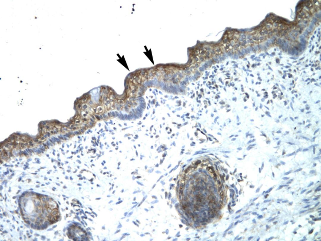 Antibody used in IHC on Human Spermatophore.