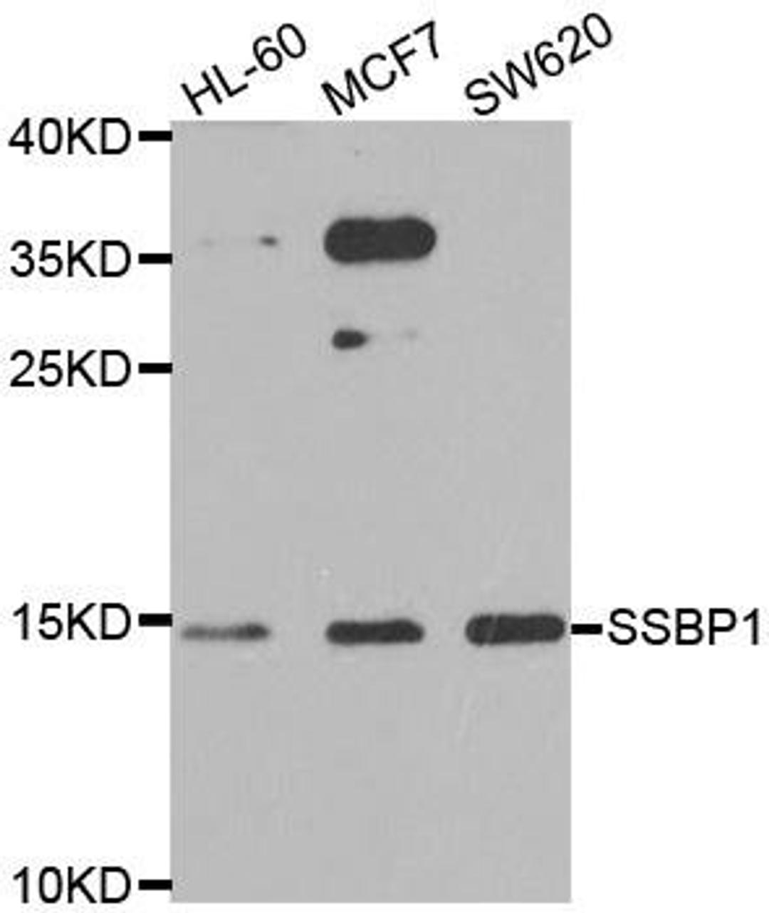 Western blot analysis of extracts of various cell lines using SSBP1 antibody