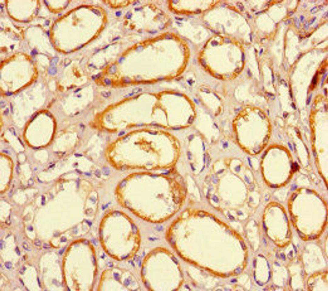 Immunohistochemistry of paraffin-embedded human kidney tissue using CSB-PA852915HA01HU at dilution of 1:100