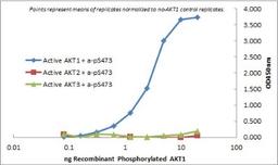 ELISA: AKT Antibody (5E5.F5.D7) [NBP2-44110] - ELISA of Mouse Monoclonal anti-AKT1 Antigen: GST AKT1, GST AKT2, GST AKT3. Coating amount: starting from 50 ng/well.