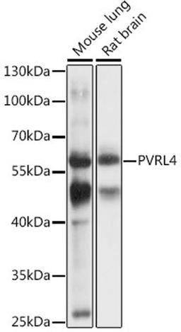 Western blot - PVRL4 antibody (A16149)